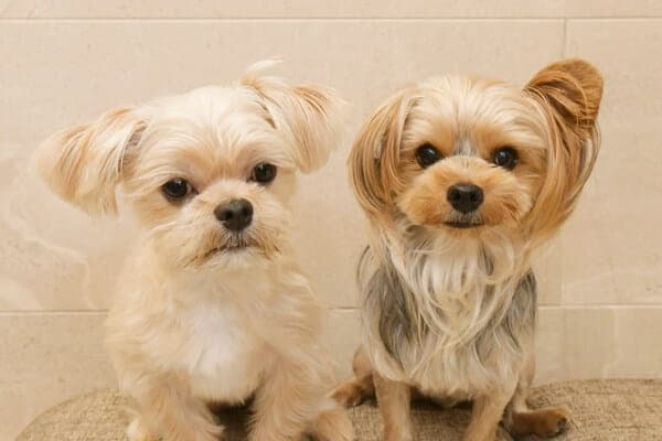 馬喰町動物病院