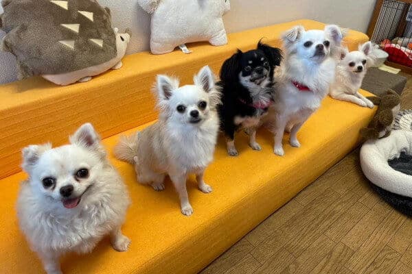 フェイス動物病院　【専属獣医師さまが決まり次第開院予定　獣医師募集中】