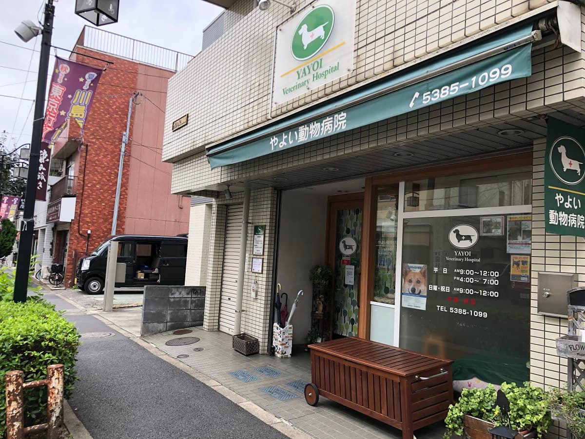 やよい動物病院