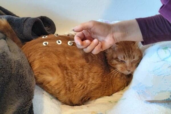 訪問診療アベリア動物病院【往診専門】 2