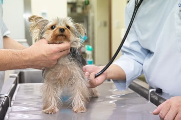 高橋犬猫病院