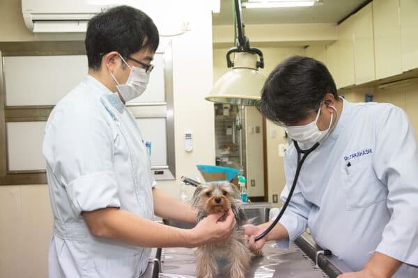 高橋犬猫病院 2