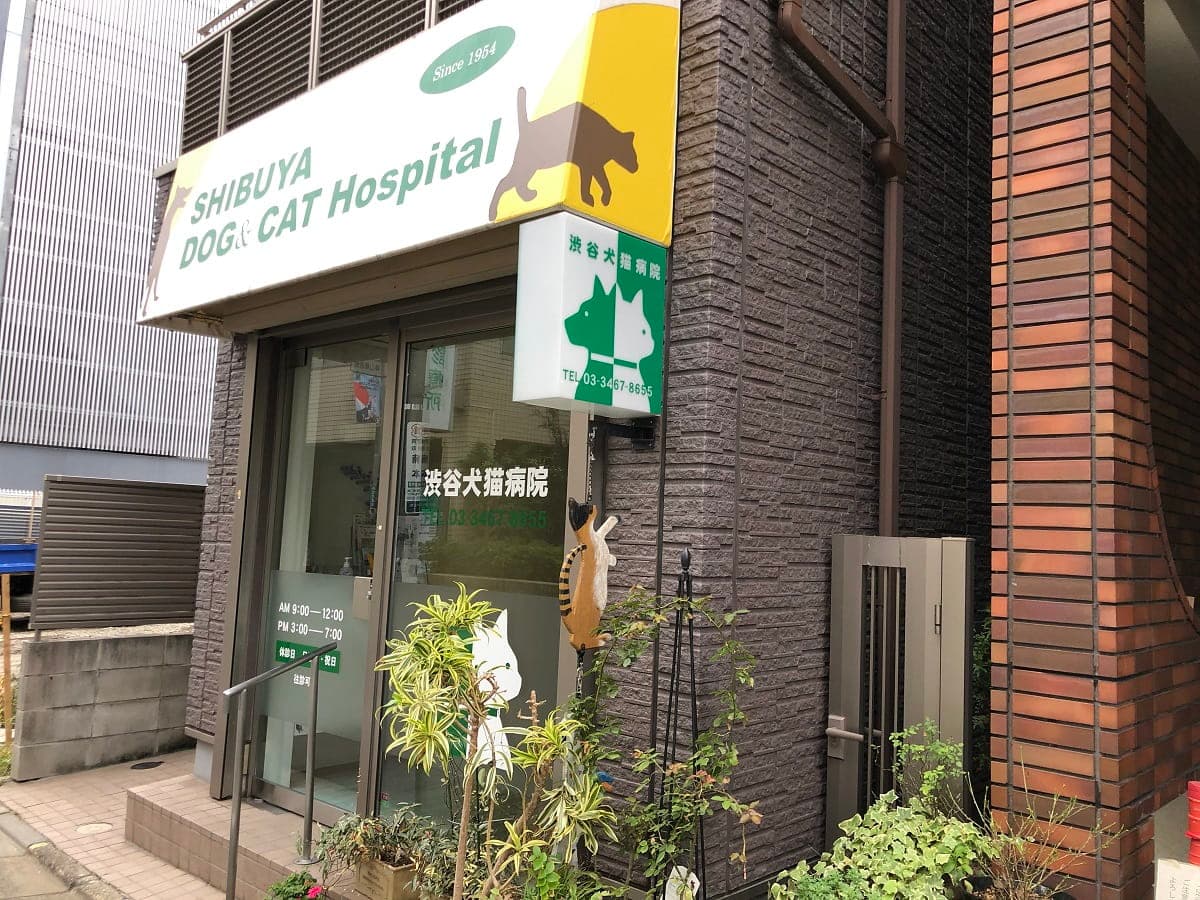 渋谷犬猫病院