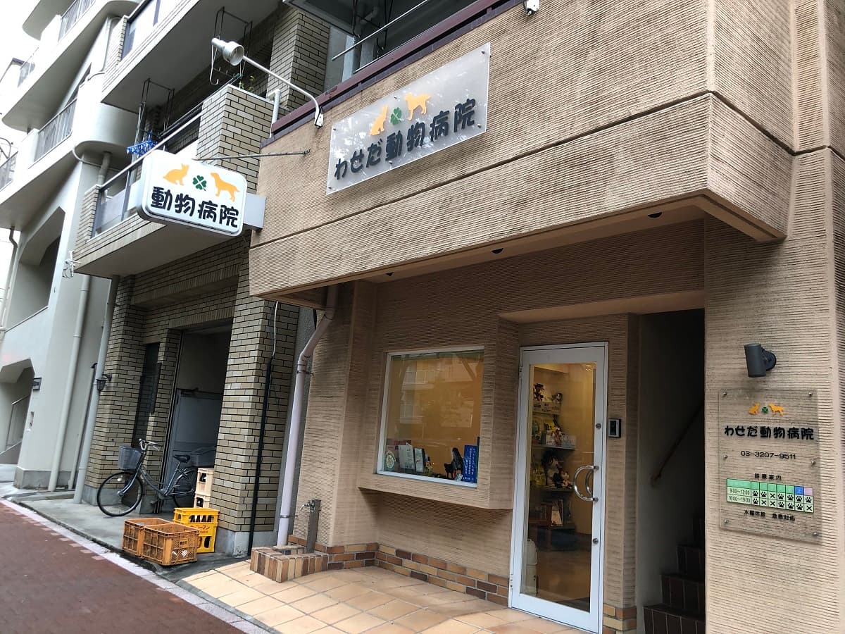 わせだ動物病院