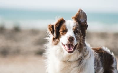 動物病院の選び方ガイド