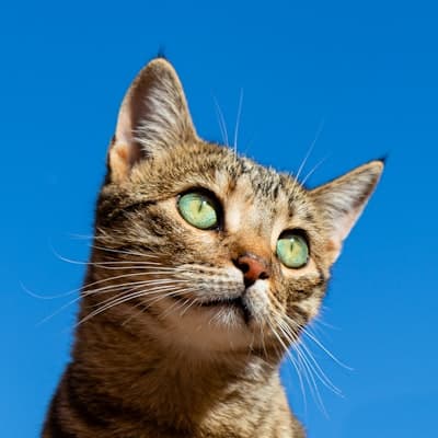 ワクチン費用の相場